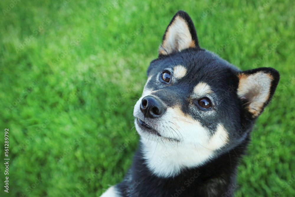 Black shiba inu dog on green grass Black shiba inu dog on green grass
