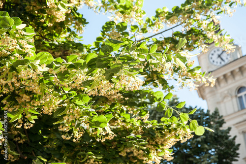 Blossoming linden tree © grafnata