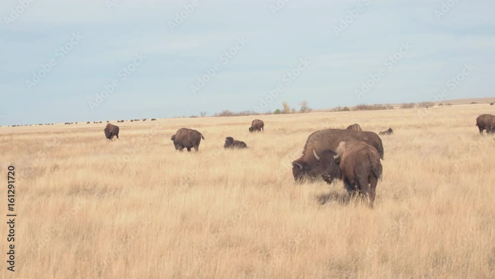 CLOSE UP: Herd of big buffalos pasturing on a dry grassland prairie on sunny day in hot summer. Bison bulls grazing on dry arid grass at Badlands National Park during drought