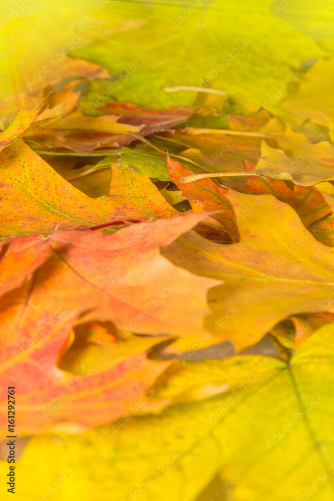 verschiedenfarbige Blätter im Herbst in einem Park verschiedenfarbige Blätter im Herbst in einem Park