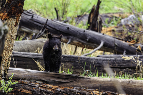 Black bear cub standing in a log near CalcitebSprings in Yellowstone National Park
