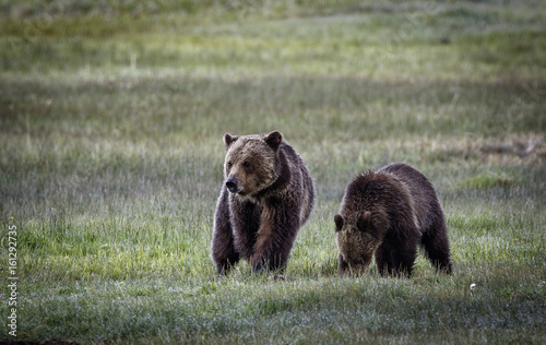 Grizzly Bear Sow and Cub at Norris Meadow in Yellowstone National Park