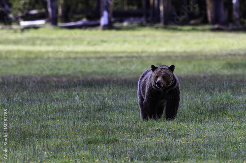 Grizzly Bear Sow and Cub at Norris Meadow in Yellowstone National Park