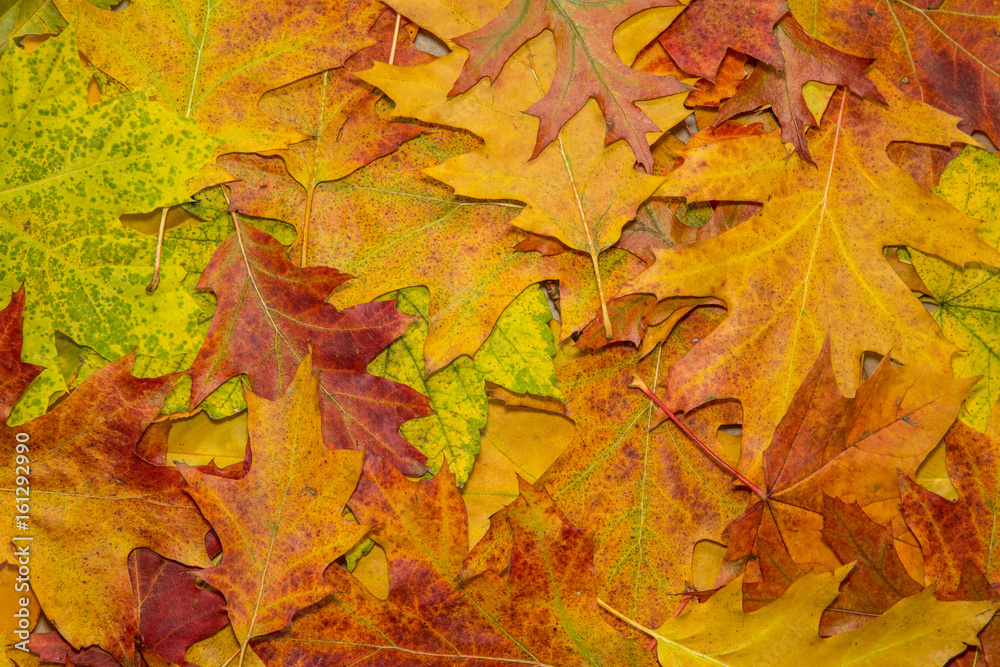 verschiedenfarbige Blätter im Herbst in einem Park