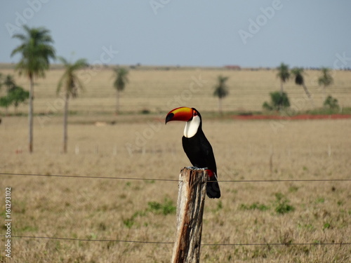Brazilian bird toucan in Mato Grosso do Sul