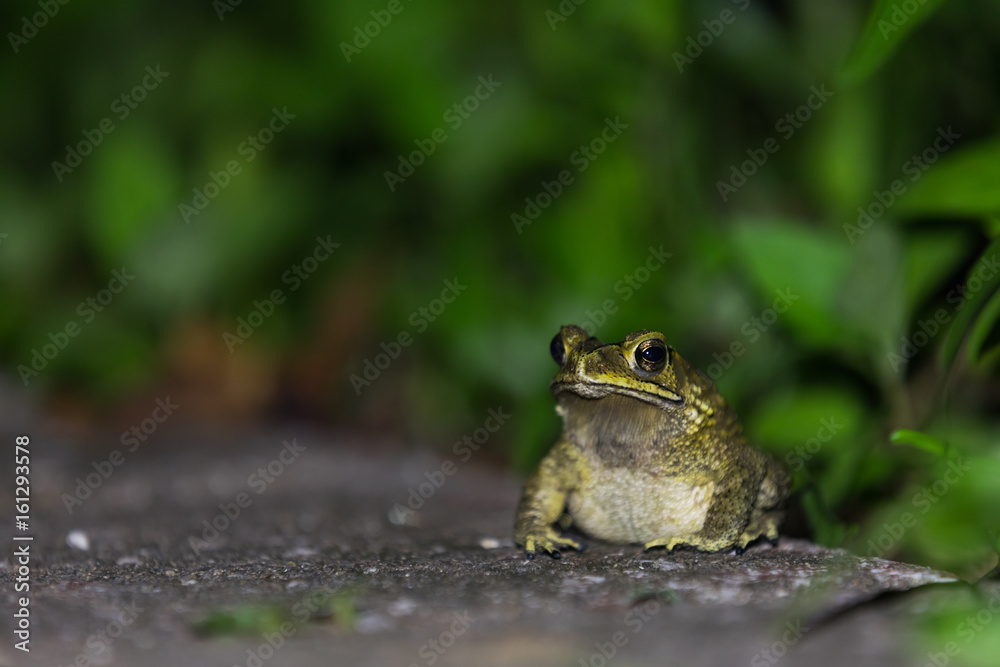 Obraz premium Night tropical frog on a background of foliage