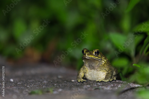 Night tropical frog on a background of foliage
