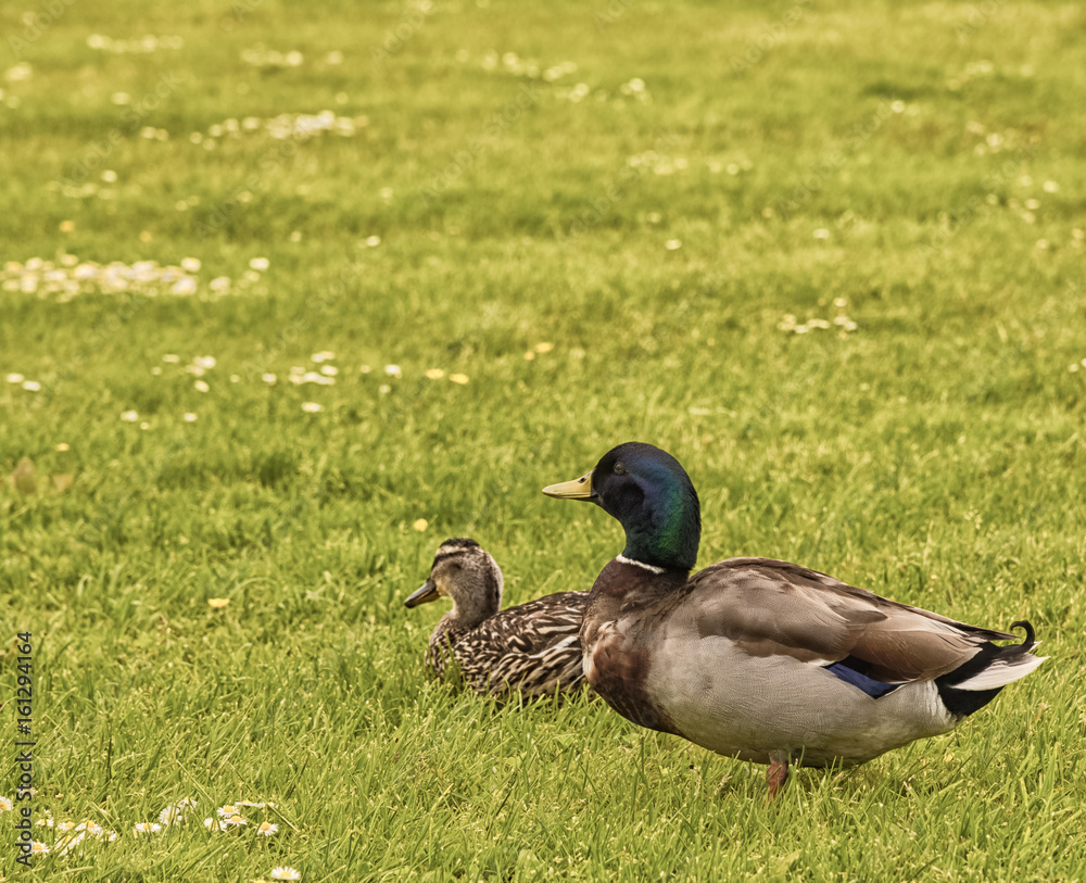 Two Ducks in a Field. Ducks in a Field. Two Ducks in a Field. Ducks in a Field.