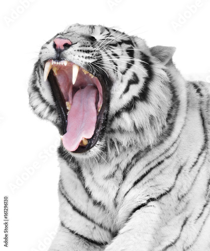 White tiger rage