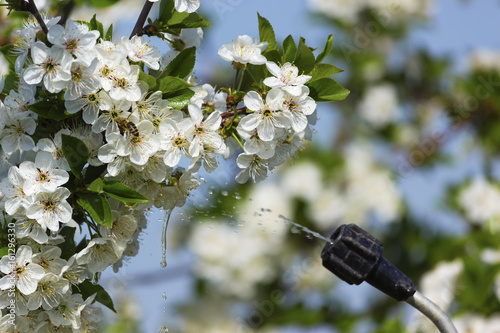 Spraying cherry flowers, focus on flowers.