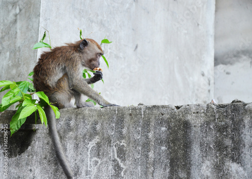 Mono compiendo en repisa de pared: Thailand