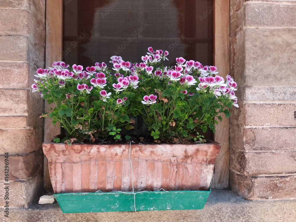 Fototapeta premium Blumen in einem italienischen Fenster