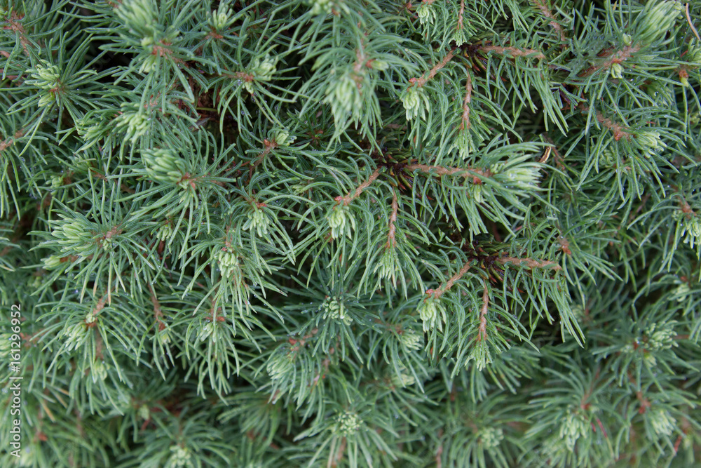 Evergreen spruce emerald green texture background Evergreen spruce emerald green texture background