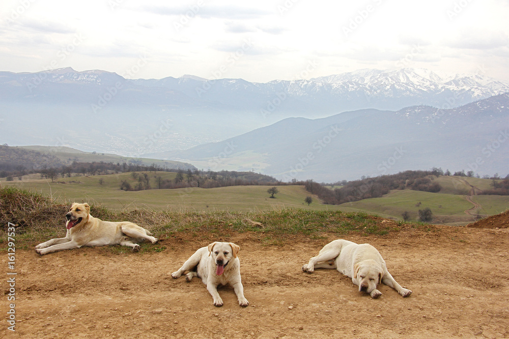 three dogs in the background of the mountains, one sleeps