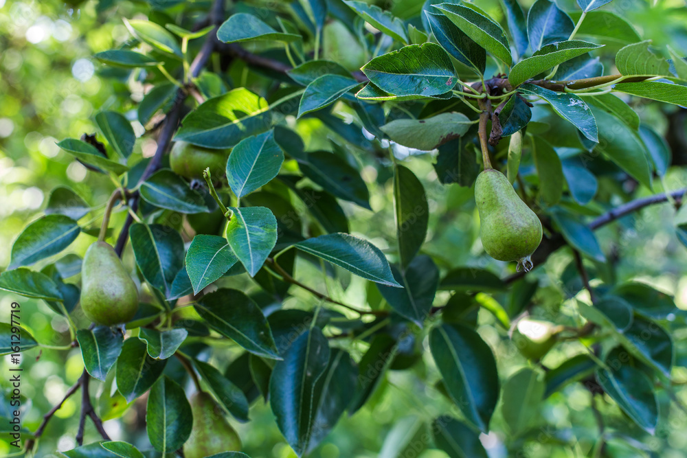 Pear . PEARS ON THE TREE OF GREEN EKO FOOD