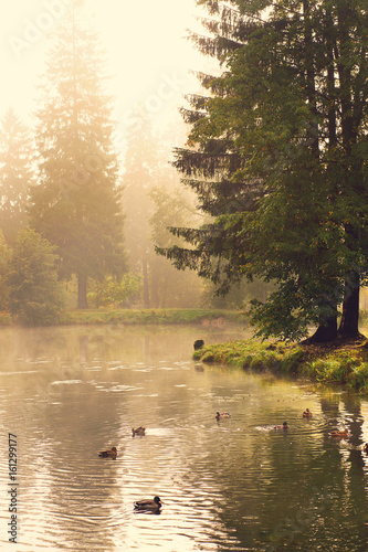 Ducks swim in the forest lake on a summer foggy morning