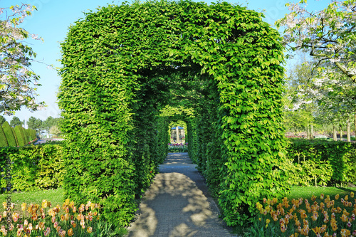 Beautiful floral archway in park on sunny day