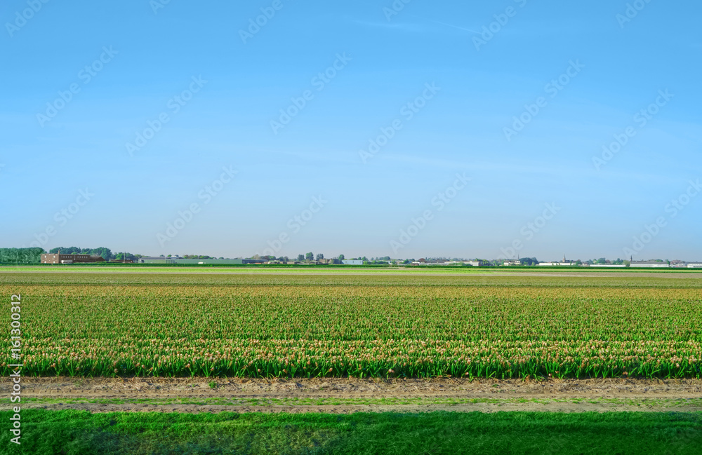 Field of beautiful blooming flowers Field of beautiful blooming flowers