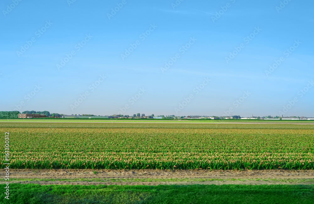 Field of beautiful blooming flowers