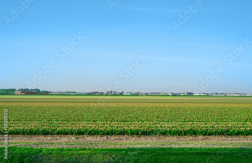 Field of beautiful blooming flowers