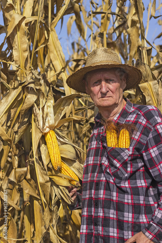 Old man in corn field