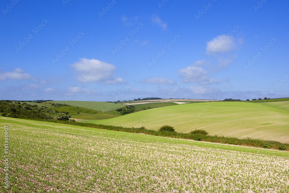 Obraz premium yorkshire wolds pea crop