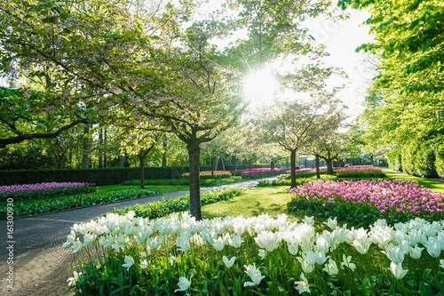 Fototapeta Naklejka Na Ścianę i Meble -  Beautiful alley in park decorated with blooming flowers