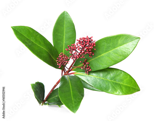 Beautiful tropical plant isolated on white