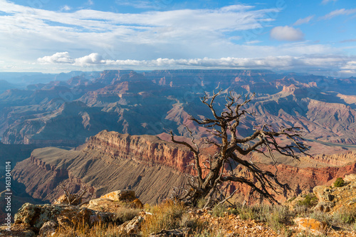 Lonley tree above South Rim of Grand Canyon, Arizona, US