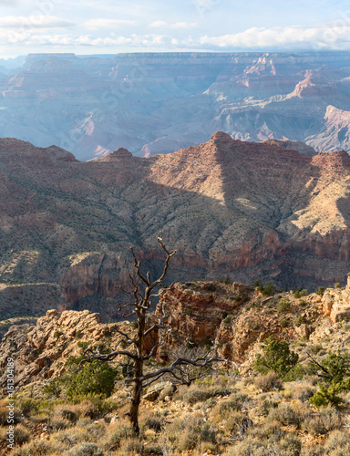Dry tree near tree above South Rim of Grand Canyon, Arizona, US