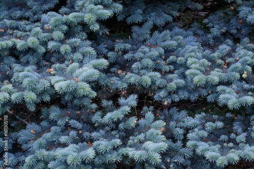 Photography Rare species of trees - blue spruce (Picea pungens), background
