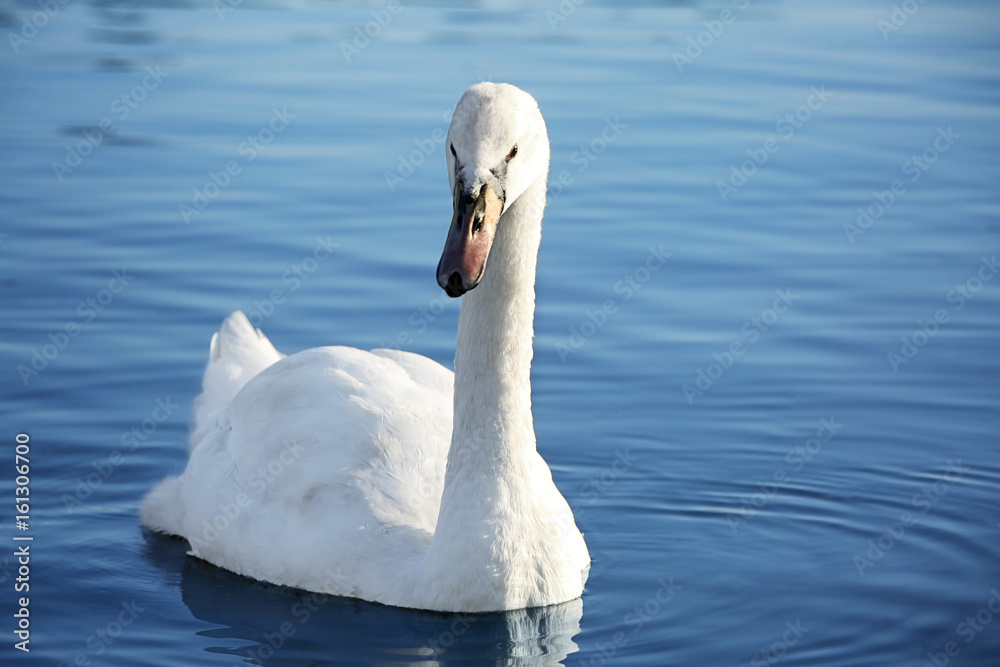 Beautiful white swan swimming in countryside river Beautiful white swan swimming in countryside river