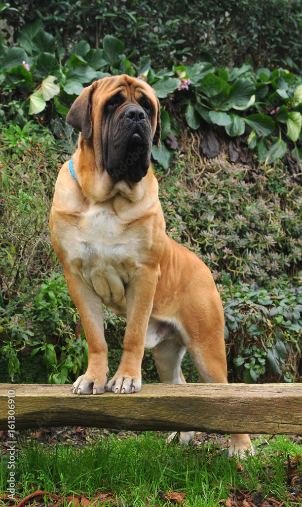 Obraz premium Portrait of a Mastiff Dog