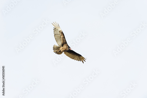 Turkey vulture eye contact © Vinoverde