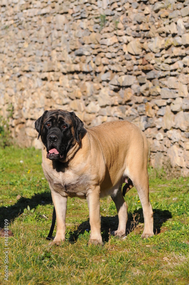 Portrait of a Mastiff Dog