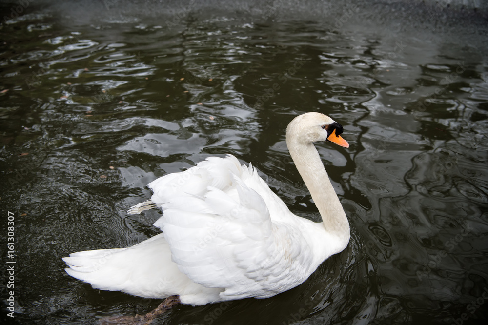 swan bird with white feather and beak swim in lake swan bird with white feather and beak swim in lake