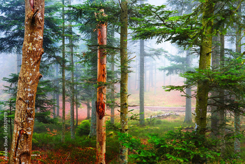 A distant path in a misty pine forest. French Alsace, Vosges mountains