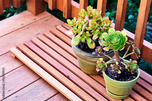 Succulent plants on a redwood deck. California, USA