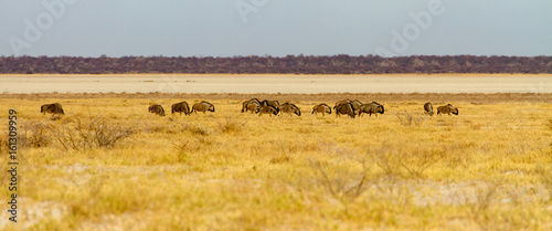 A wide-cropped view of a herd of Wildebeest on the edge of the huge salt pan central to the Etosha Wildlife Reserve in Namibia. It was very dry at the time - the summer rains were overdue.