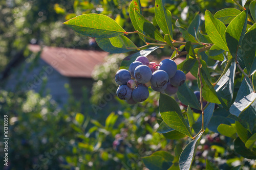 Blueberries and Barn