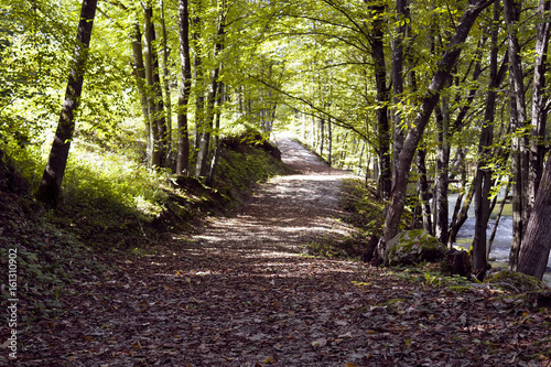 Path along the river in early autumn full of leaves