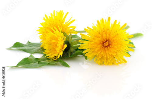 Fototapeta Naklejka Na Ścianę i Meble -  Three dandelions with leaves.