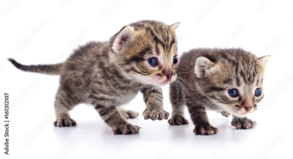 Two small kittens