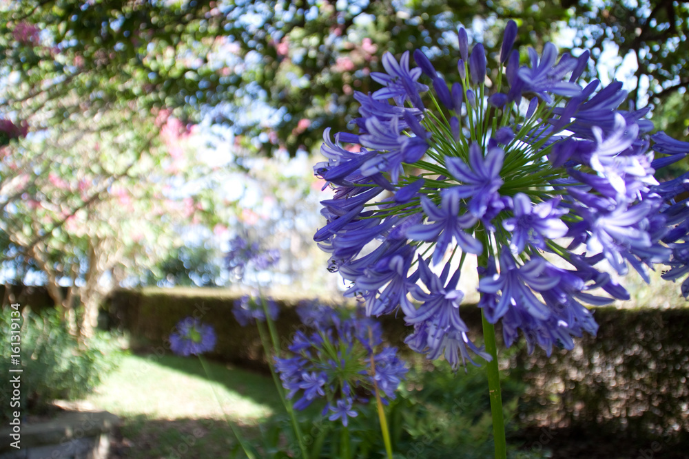 Obraz premium Purple Blossom