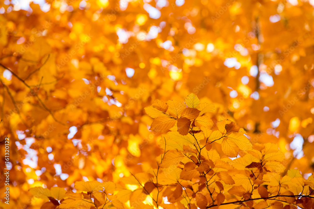 Colourful leaves in autumn season
