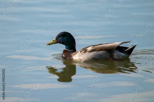 Drake male mallard duck swimming across a peaceful calm lake at early sunset in summer © Anders93