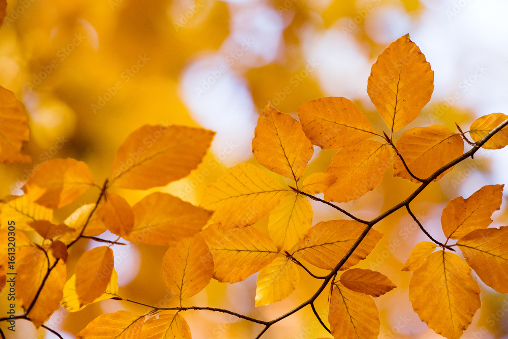 Colourful leaves in autumn season Colourful leaves in autumn season