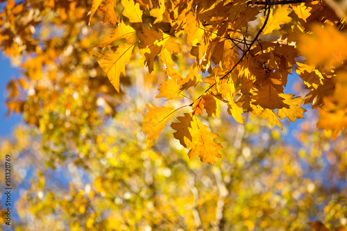 Colourful leaves in autumn season