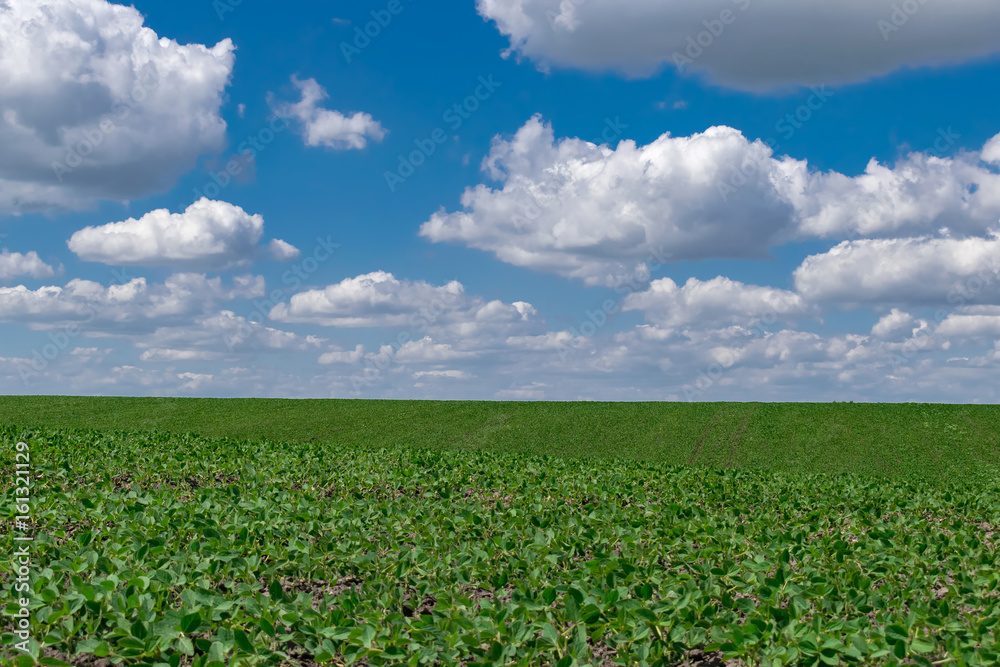 Soybean field in summer