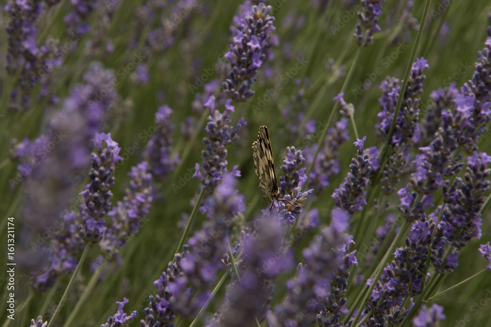 Obraz premium farfalle sulla lavanda